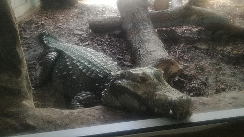 Krokodyl z Ogrodu Zoologicznego LPKiW. Fot. Magdalena Jasińska.