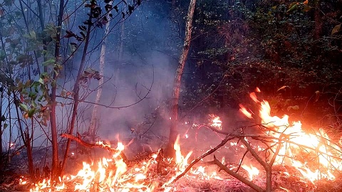 Ogień to śmiertelne zagrożenie dla lasu i ludzi. Fot. facebook.com/straztorun