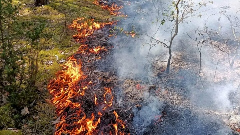 Ogień to śmiertelne zagrożenie dla lasu i ludzi. Fot. facebook.com/OSPWolkaRadzyminska