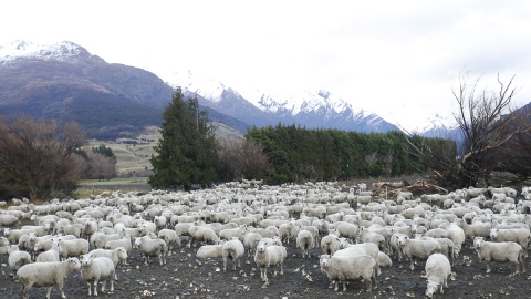 Dookoła świata z 25 lipca - Owce w Nowej Zelandii. Fot. Adriana Andrzejewska-Kuras