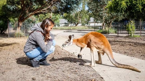 W Australii podglądamy życie kangurów. Fot. Adriana Andrzejewska-Kuras