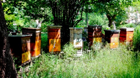 O... pszczołach, smakach i właściwościach miodu a także o innych produktach pszczelich
