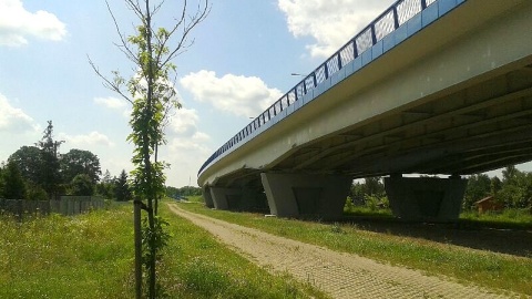 Przy budowie nowego mostu w Toruniu miało zostać posadzonych ponad 1700 drzew. Fot. Adriana Andrzejewska