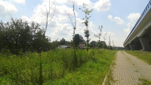 Przy budowie nowego mostu w Toruniu miało zostać posadzonych ponad 1700 drzew. Fot. Adriana Andrzejewska