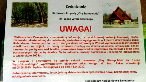 Co czeka słynny rezerwat słynny rezerwat Cisów Staropolskich w Wierzchlesie? Fot. Michał Słobodzian