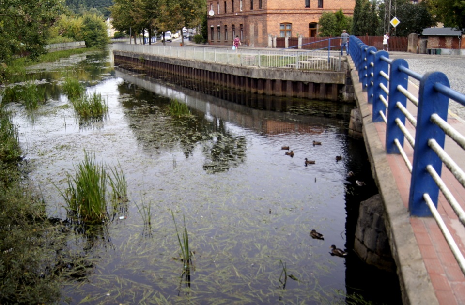 Stan rzeki Brdy w Koronowie odstrasza nie tylko turystów. Fot Henryk Żyłkowski