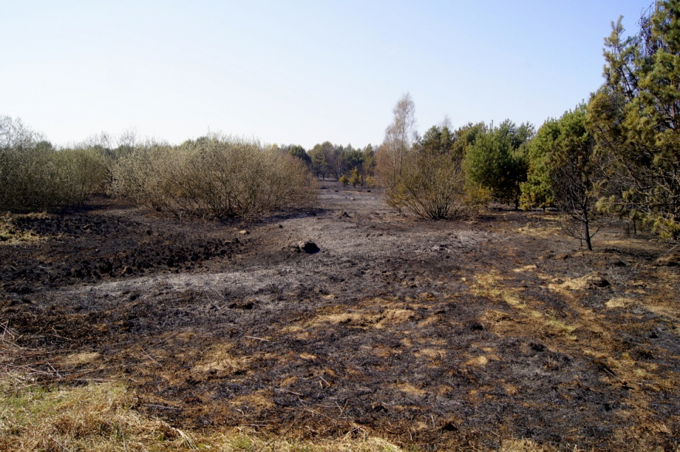 Przypuszczalną przyczyną pożaru lasu w bydgoskim Fordonie było podpalenie. Fot. Henryk Żyłkowski