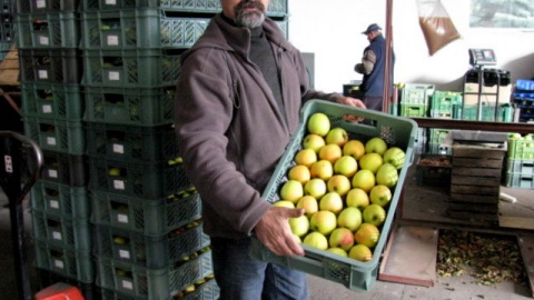 Co w gminie piszczy? Jan Kasprowicz prezentuje owoce ze swoich sadów. Fot. Zdzisław Drążkowski