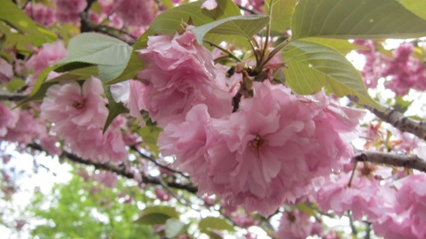 Czas kwitnienia wiśni sakura to wręcz narodowe święto. Fot. Malwina Rouba
