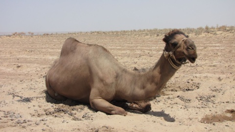 Wielbłąd na pustyni. Fot. Radosław Kożuszek