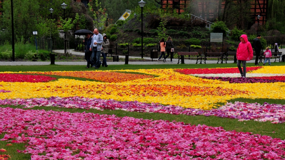 Kolorowy dywan z tulipanów już po raz czwarty ozdobił Wyspę Młyńską w Bydgoszczy.