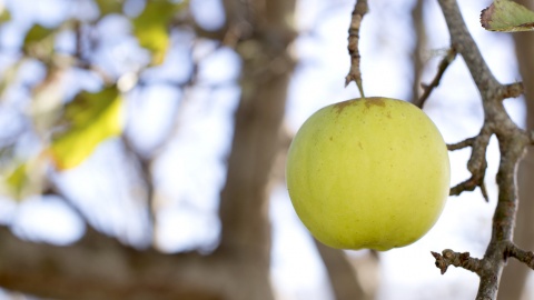 Polscy sadownicy będą promować jabłka w Chinach i krajach Zatoki Perskiej