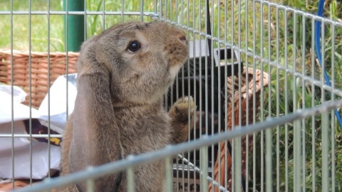 W Toruniu można adoptować ... królika