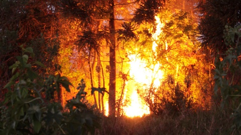 Częściej płoną lasy na Kujawach i Pomorzu