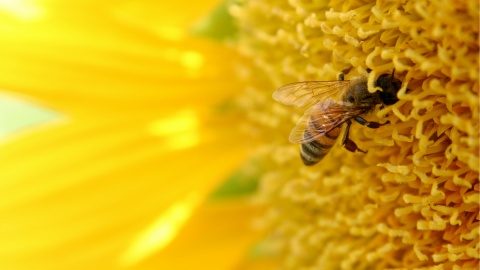 Tych owadów nie należy się bać. Wielki Dzień Pszczół w Bydgoszczy i Toruniu
