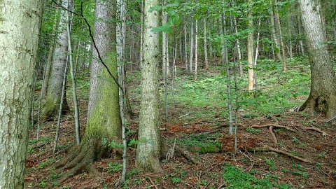 Zakaz wchodzenia do lasów pod Bydgoszczą