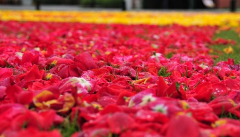 W Bydgoszczy kwiatowe dywany w hołdzie Marianowi Rejewskiemu