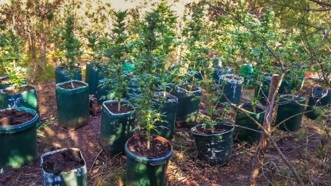 Plantacja marihuany w lesie pod Bydgoszczą [wideo]