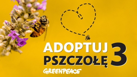 Greenpeace: rusza trzecia akcja Adoptuj pszczołę