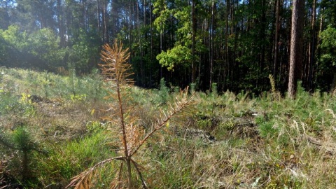 Susza zniszczyła 20 procent młodego lasu w nadleśnictwie Trzebciny