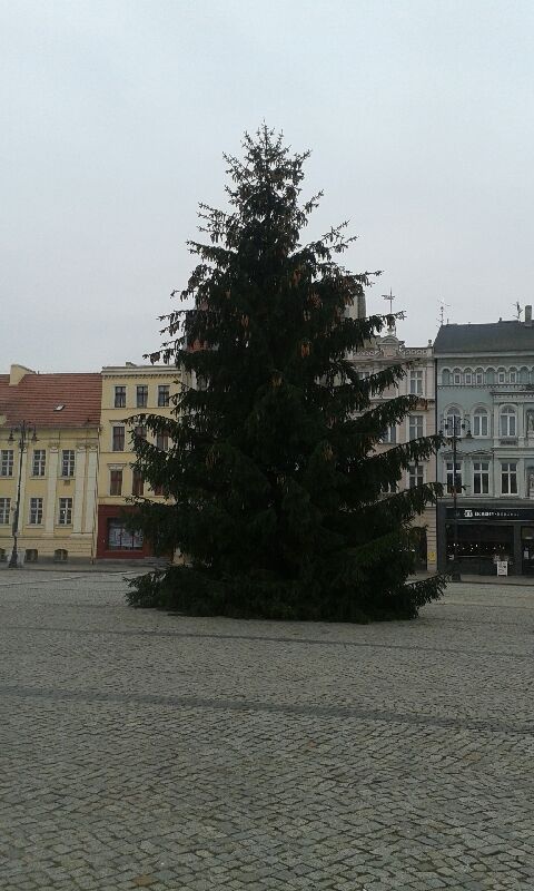 Świąteczne drzewko na Starym Rynku w Bydgoszczy