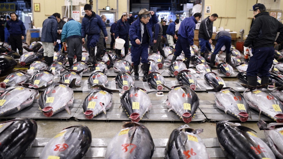 Tradycyjna aukcja odbyła się na tokijskim targu rybnym Tsukiji, w pierwszym dniu działalności po przerwie świątecznej pod koniec roku. Fot. PAP/EPA