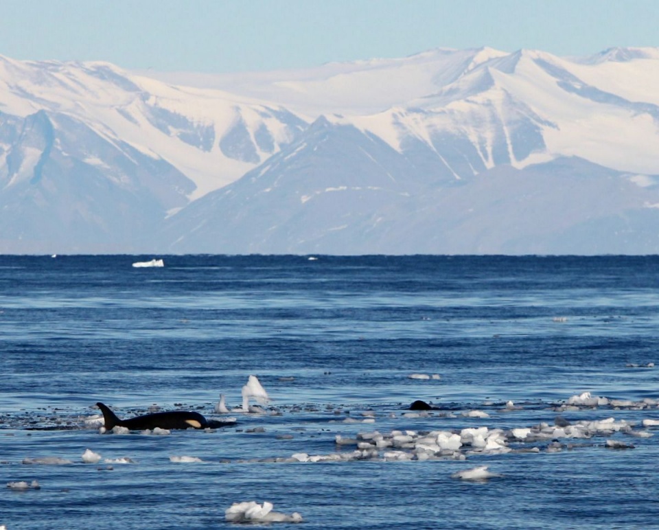 Spotkanie z orkami i różowiące się w oddali kontynentalne góry Antarktydy. Fot. T.Łopata/SelmaExpeditions.com