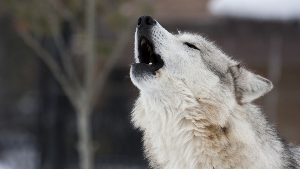 Po raz pierwszy napotkano dowody na obecność wilków tak blisko Włocławka. Fot. freeimages.com