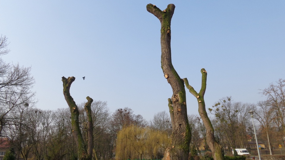 Kikuty drzew wręcz straszą swoim widokiem. Fot. Marcin Doliński