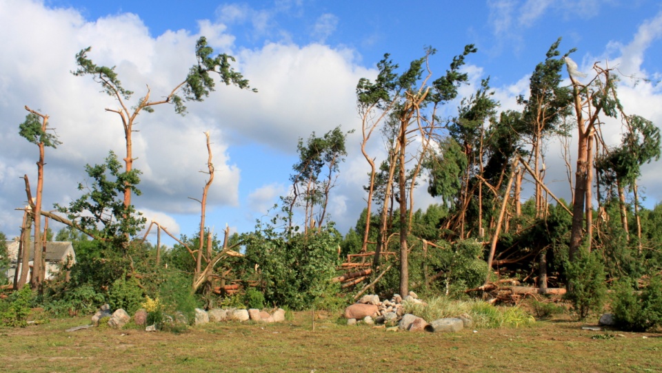 W sumie powalonych zostało ponad 20 tys. metrów sześciennych drzew. Fot. Monika Kaczyńska
