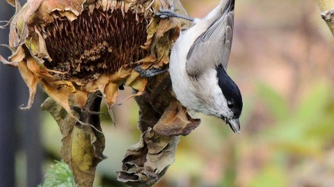 12. Zimowe ptakoliczenie na Kujawach i Pomorzu