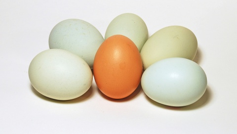Jedno jajko to około 150 kalorii. Zdrowsze te ugotowane na miękko