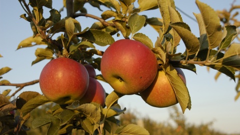 Uwaga na spadające jabłka na drodze ze Strzelec Dolnych do Bydgoszczy