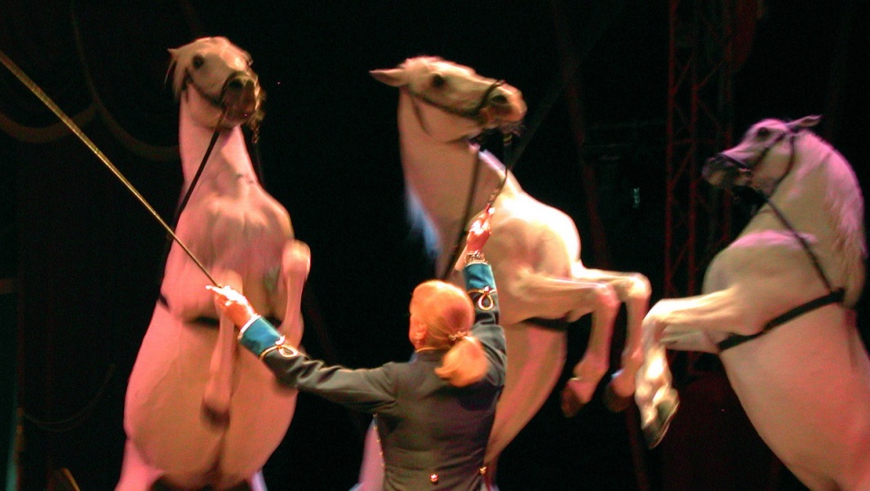 Obowiązujący w Bydgoszczy zakaz organizowania przedstawień cyrkowych z udziałem zwierząt można ominąć. Fot. freeimages.com