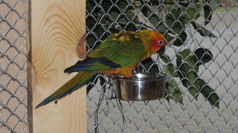 Ptaki w bydgoskiej Papugarni poruszają się swobodnie, nie są zamknięte w klatkach. Fot. Tatiana Adonis