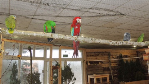Ptaki w bydgoskiej Papugarni poruszają się swobodnie, nie są zamknięte w klatkach. Fot. Tatiana Adonis
