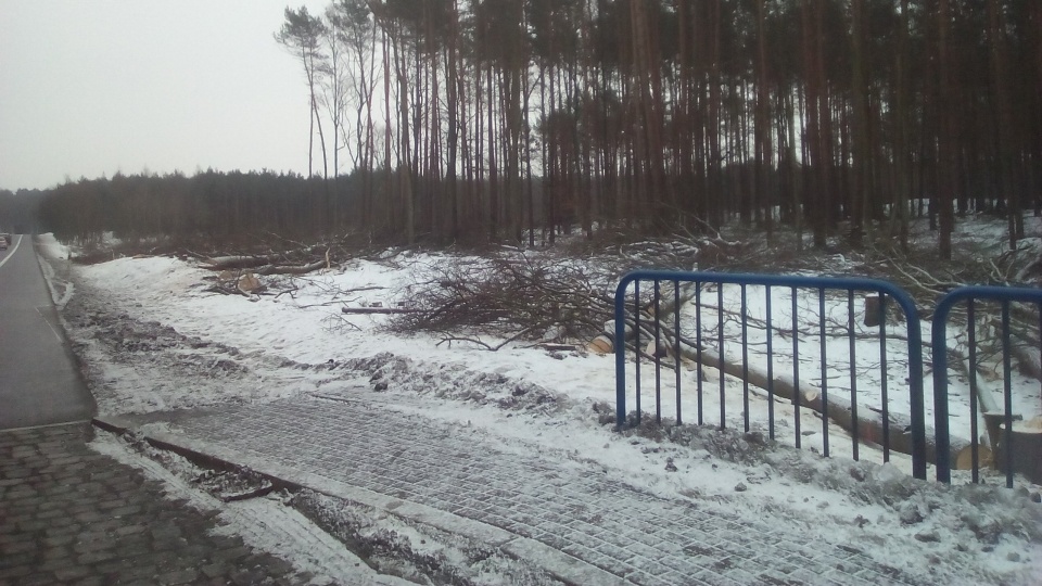 W powiecie świeckim rozpoczęła się wycinka drzew oraz powstaje baza budowlana. Fot. Marcin Doliński