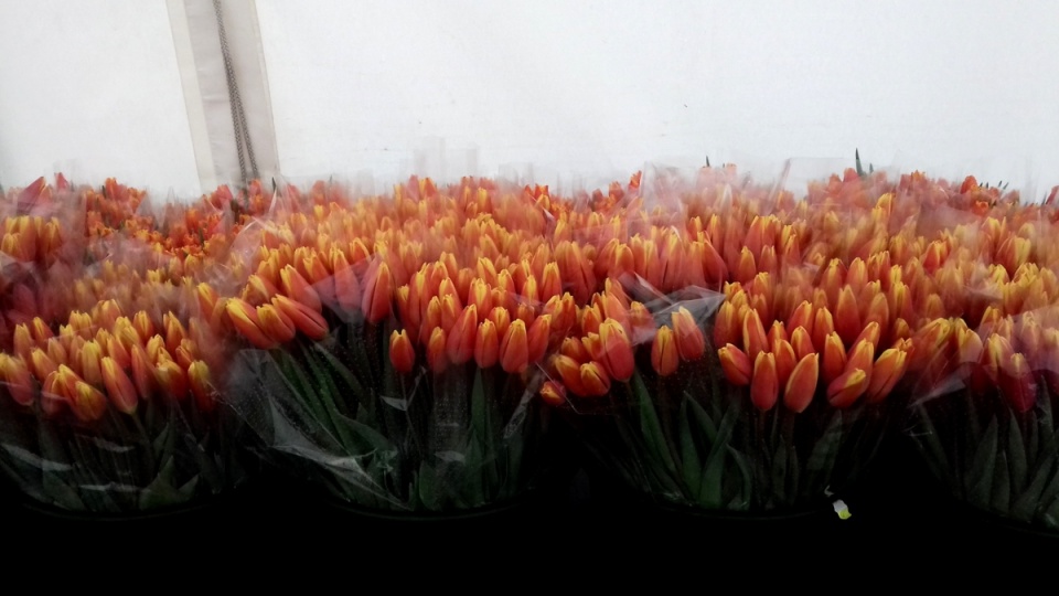 Organizatorzy akcji przygotowywali wielki kobierzec kwiatowy utkany z tysięcy główek tulipanów. Fot. Janusz Wiertel