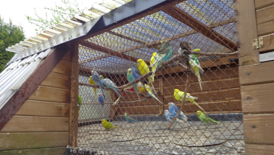 Prawie 200 papug hoduje hobbystycznie mieszkaniec Świecia. Fot. Marcin Doliński