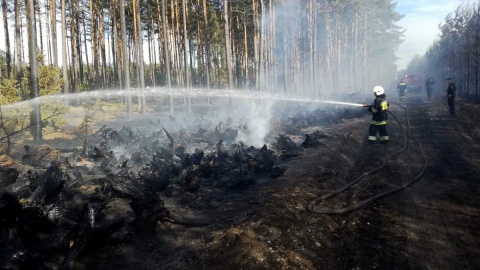W sobotnie popołudnie we Wdeckim Parku Krajobrazowym spłonęły 4 hektary lasu. Fot. KP PSP w Świeciu nad Wisłą