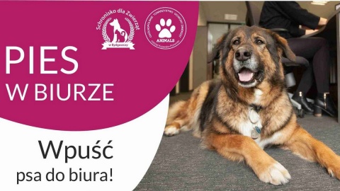 Pies w biurze - nowa akcja Schroniska dla Zwierząt w Bydgoszczy