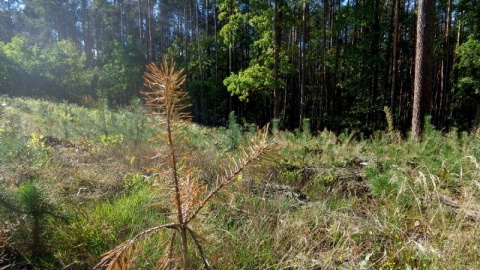 Zakaz wstępu do lasu w okolicach Włocławka