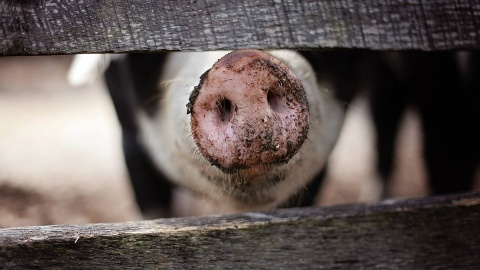 Czy hodowlom trzody chlewnej w regionie zagraża afrykański pomór świń