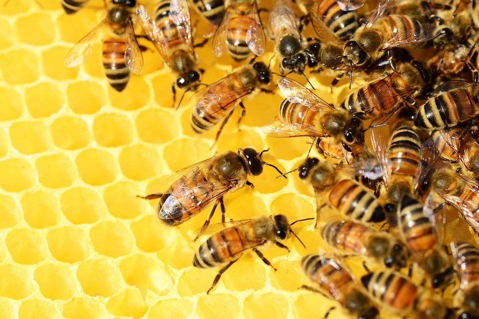 Wyginięcie pszczół może mieć znacznie poważniejsze konsekwencje dla świata niż globalne ocieplenie. Fot. ilustracyjna/pixabay.com