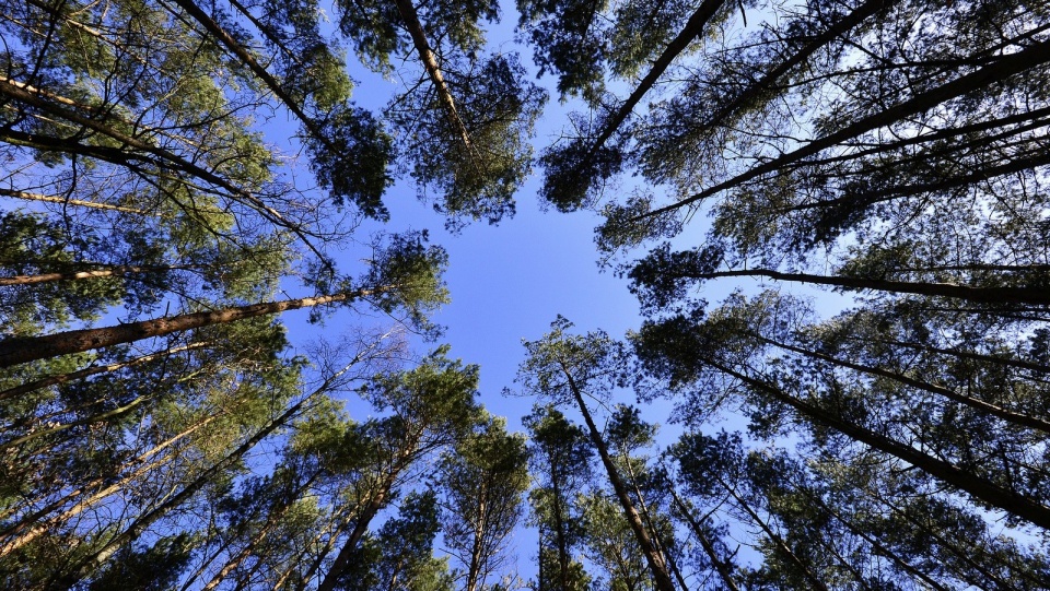 Harcerze w ciągu 3 latach posadzą w sumie 100 ha lasu. Fot. Pixabay.com