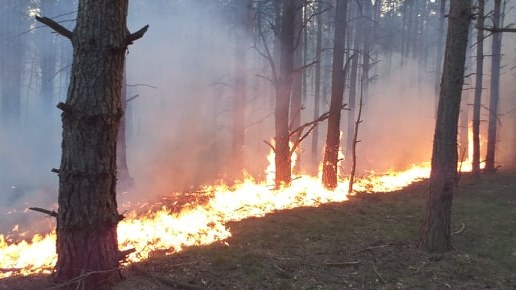 W Dolinie Śmierci płonął las i trawa. Bilans: zniknęło 10 hektarów lasu - aktualizacja (wideo)