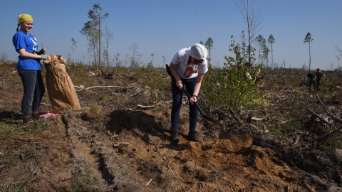 Nadleśnictwo wzbogaci się o 100 ha nowego lasu. Fot. Robert Sawicki