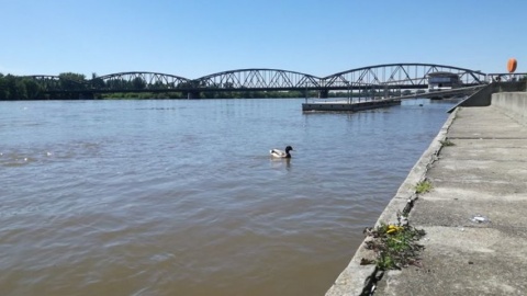 Czy zaleje działki na Rudaku Sytuacja powodziowa na Wiśle w Toruniu