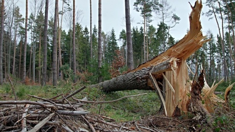 Powalone drzewa, uszkodzone dachy. Wiatr szalał w regionie. Strażacy byli o krok za nim