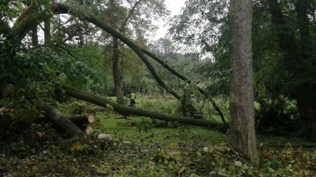 Lubostroń posprzątany po nawałnicy z 2017 roku. Park stracił 1300 cennych drzew
